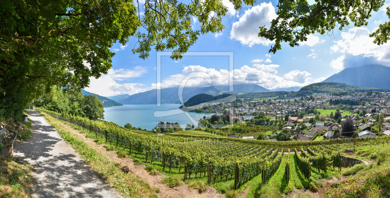 Bild-Nr.: 12811669 Aussicht am Rebberg Spiez auf den Thunersee erstellt von SusaZoom