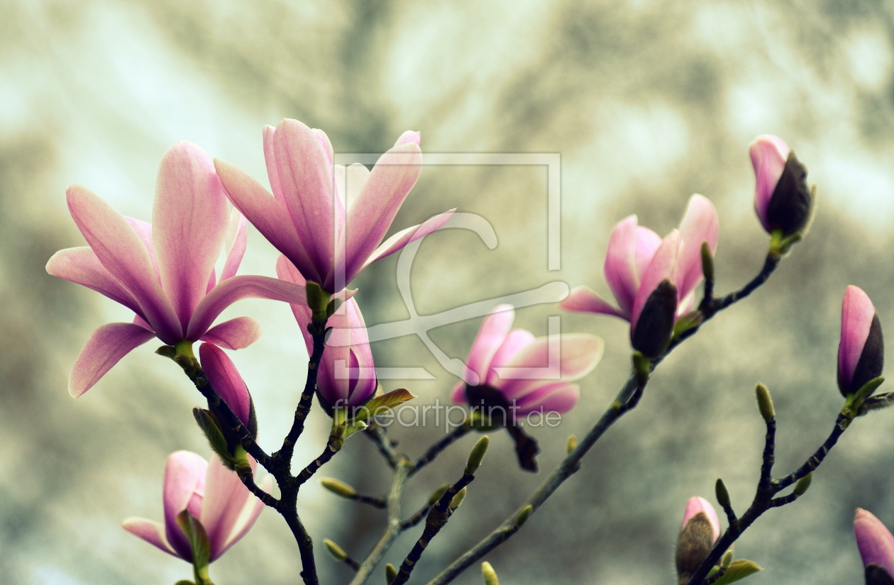 Bild-Nr.: 12812245 Magnolien erstellt von GUGIGEI