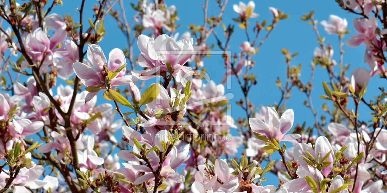 Bild-Nr.: 12812988 Magnolienblüten erstellt von Atteloi
