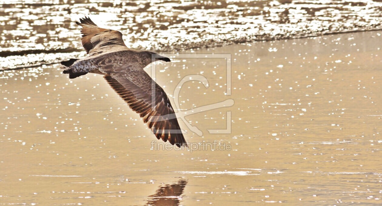 Bild-Nr.: 12813388 junge Möwe im Flug am Strand erstellt von Schwob