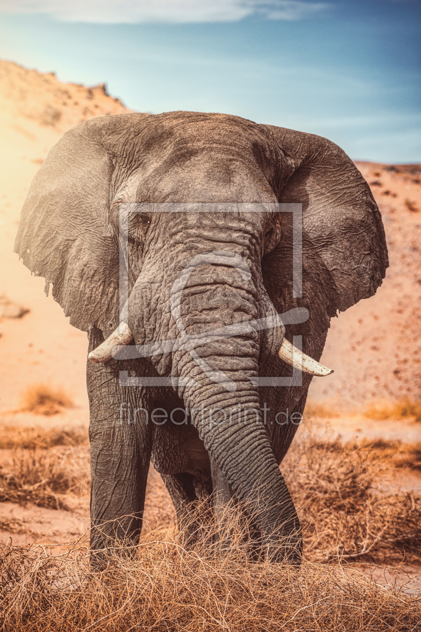 Bild-Nr.: 12813433 Namibia Patriarch Wüstenelefant erstellt von Jean Claude Castor