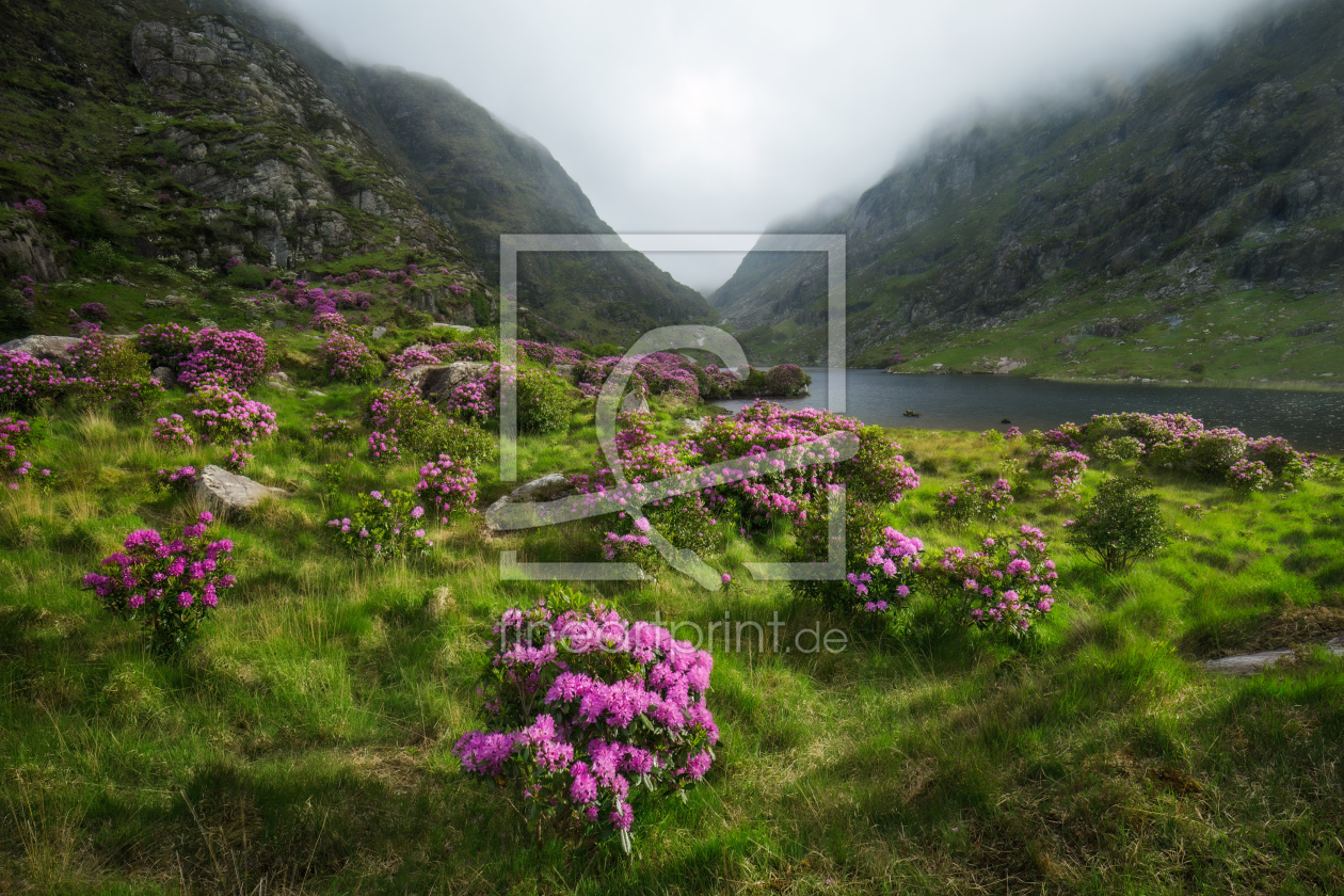 Bild-Nr.: 12813567 Tal mit verwildertem Rhododendron  erstellt von Daniela Beyer