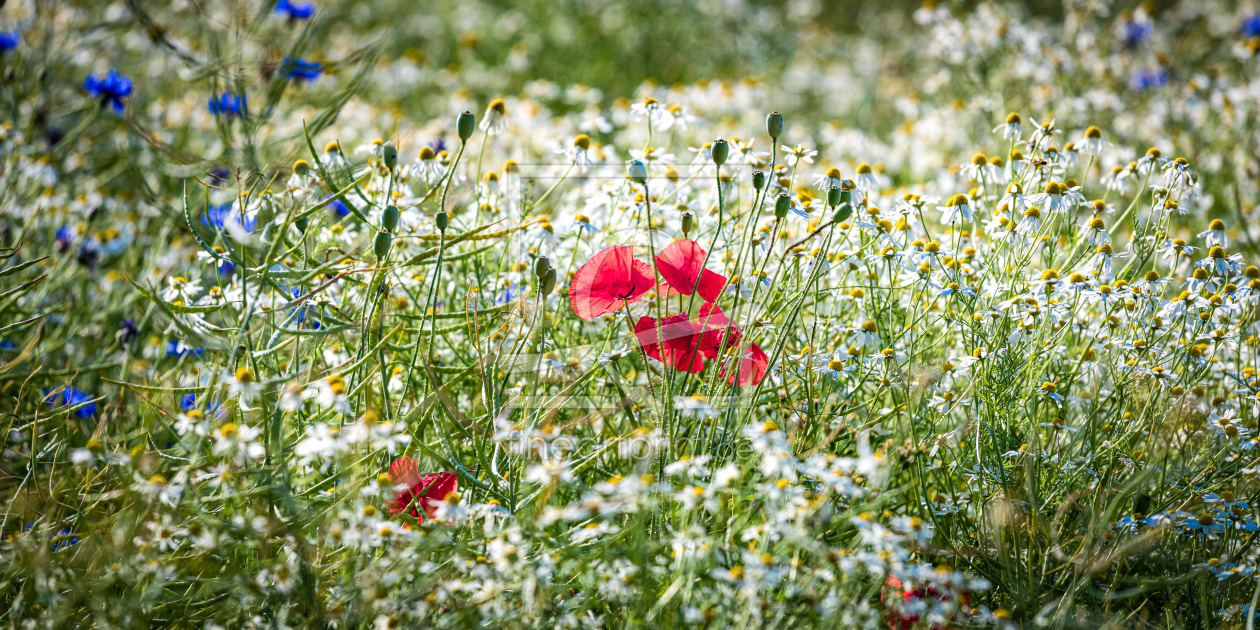 Bild-Nr.: 12813580 Roter Mohn erstellt von Werner Reins