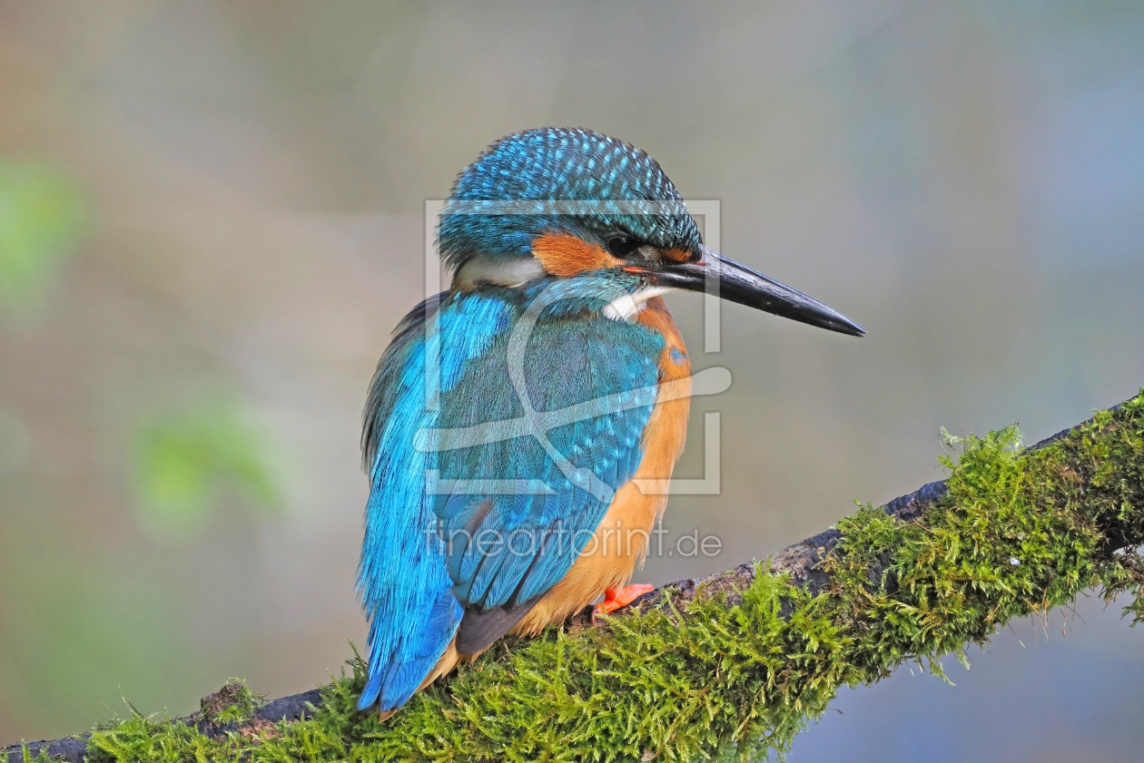 Bild-Nr.: 12814229 Eisvogel erstellt von GUGIGEI