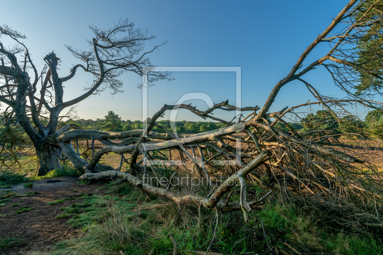 Bild-Nr.: 12814490  Sturmholz in der Wesrtuper Heide erstellt von volker heide