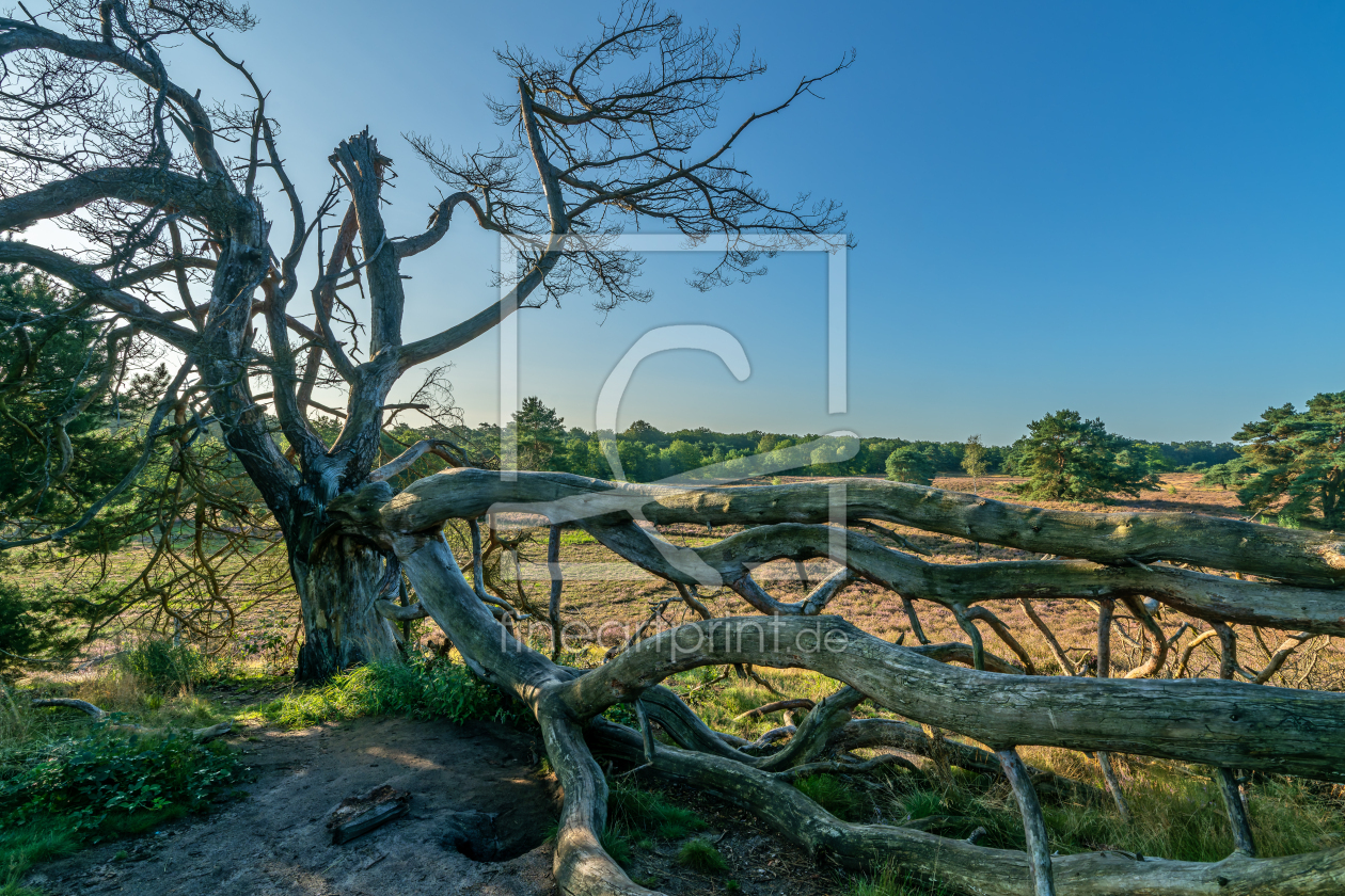 Bild-Nr.: 12814491 Windbruch in der Westruper Heide in Haltern erstellt von volker heide