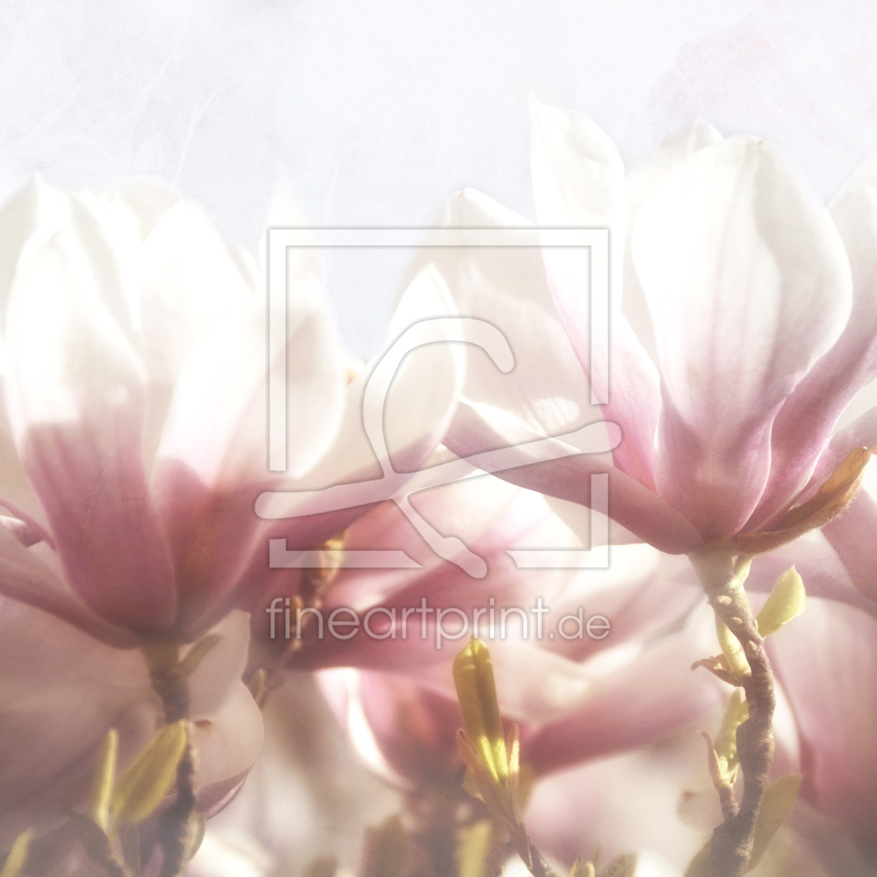 Bild-Nr.: 12814990 Magnolia erstellt von lucyliu