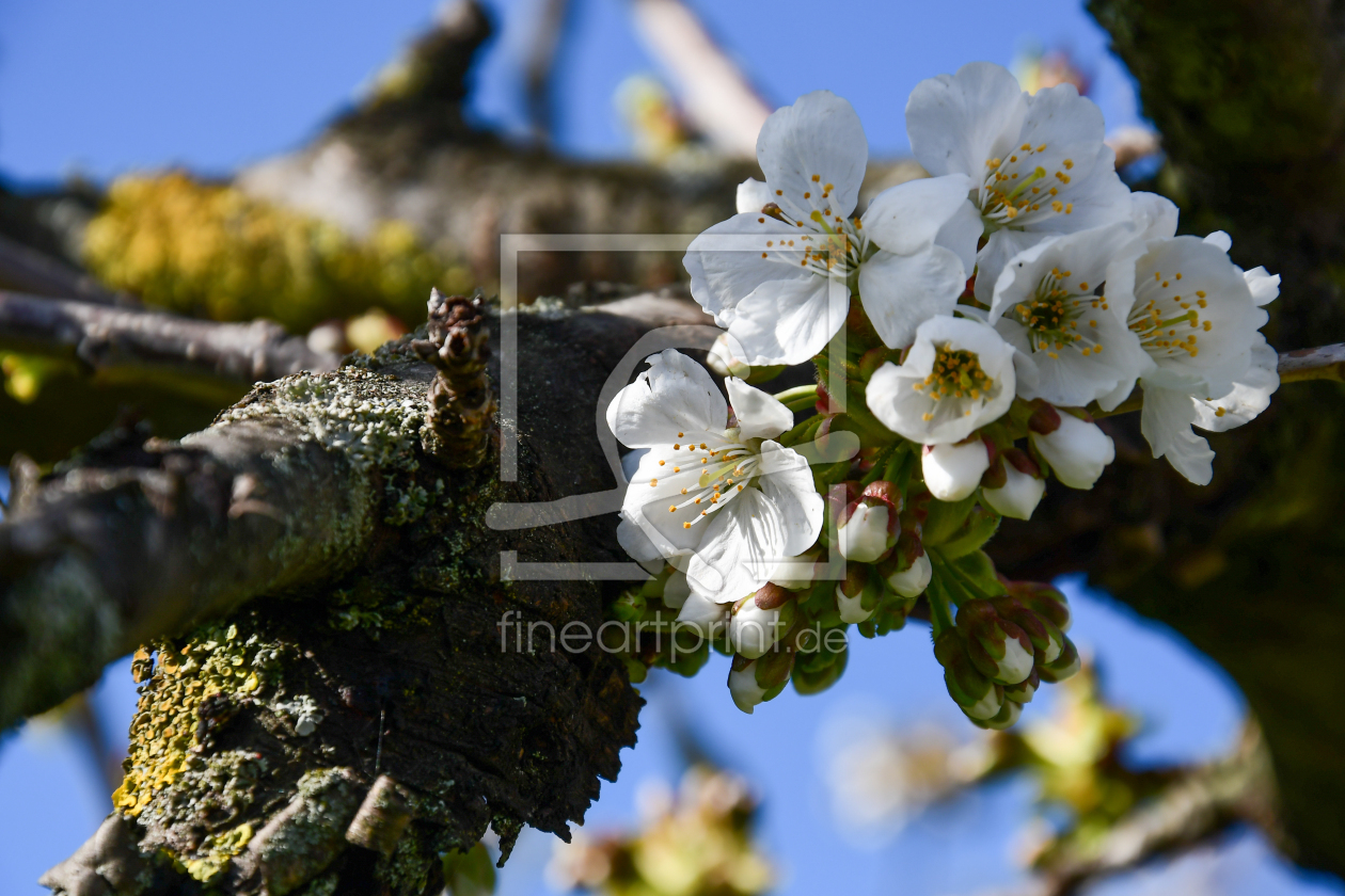 Bild-Nr.: 12815017 erste Kirschblüten erstellt von Bettina Schnittert