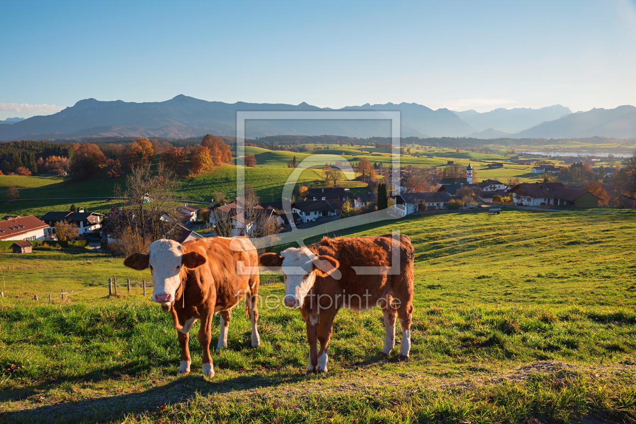 Bild-Nr.: 12815328 Kühe im Voralpenland erstellt von SusaZoom