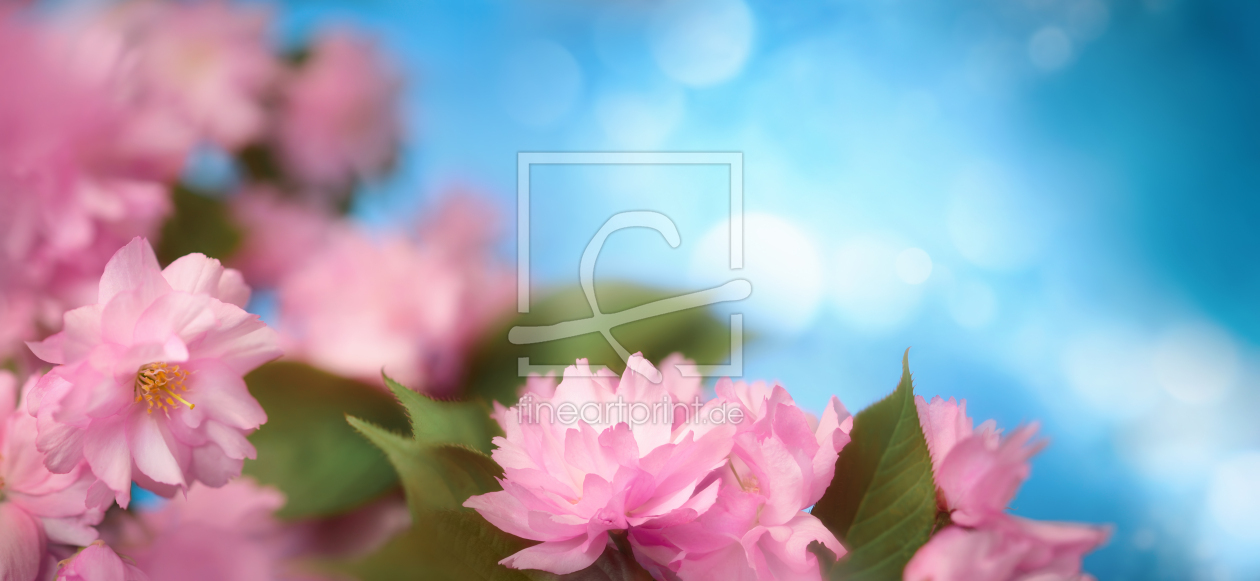 Bild-Nr.: 12815443 Wunderschöne rosa Kirschblüten mit blauem Bokeh erstellt von Smileus