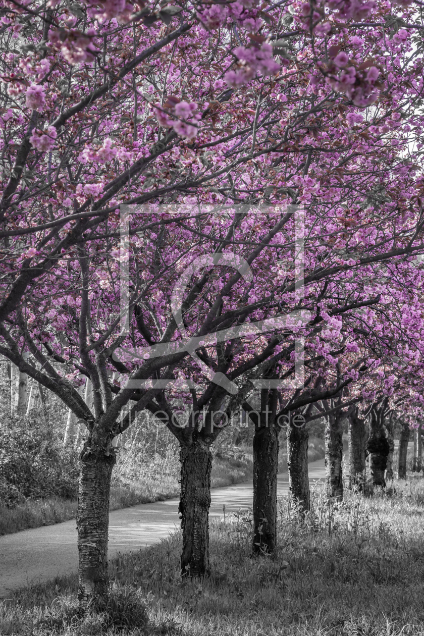Bild-Nr.: 12815514 Kirschblütenallee in pink erstellt von Melanie Viola