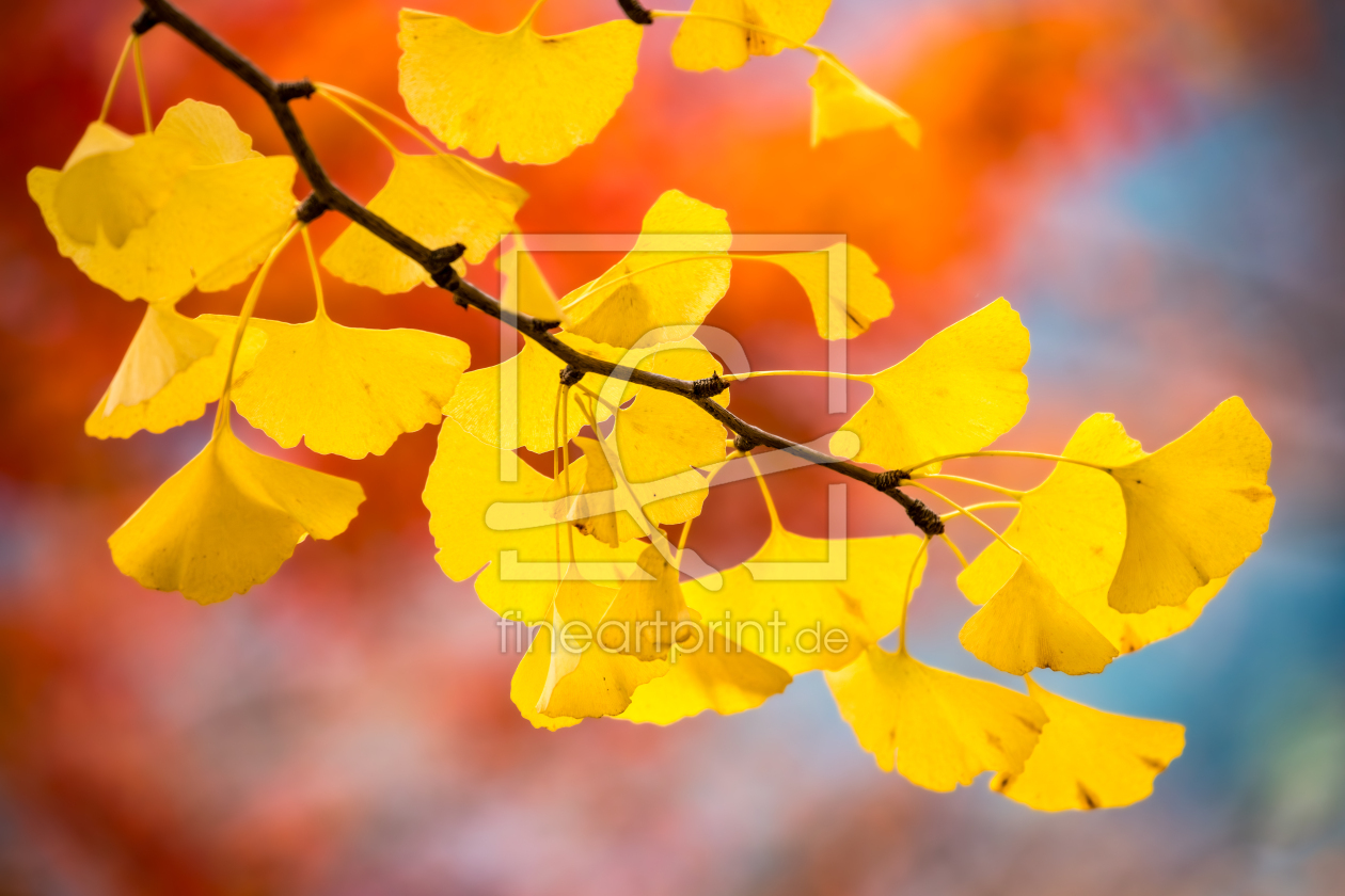 Bild-Nr.: 12815955 Gelbe Ginkgo Blätter im Herbst erstellt von eyetronic