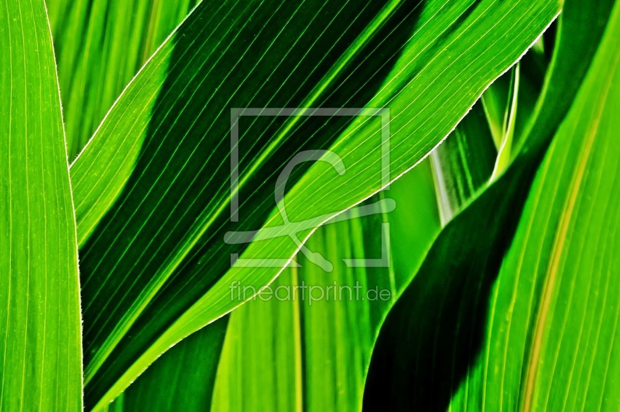 Bild-Nr.: 12816031 just green erstellt von Schwob