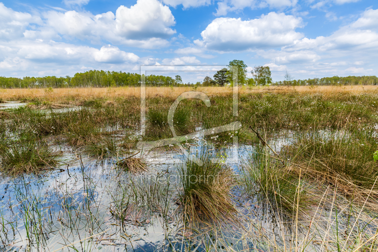Bild-Nr.: 12816042 Wolken  Wollgras und Birken erstellt von Ursula Reins
