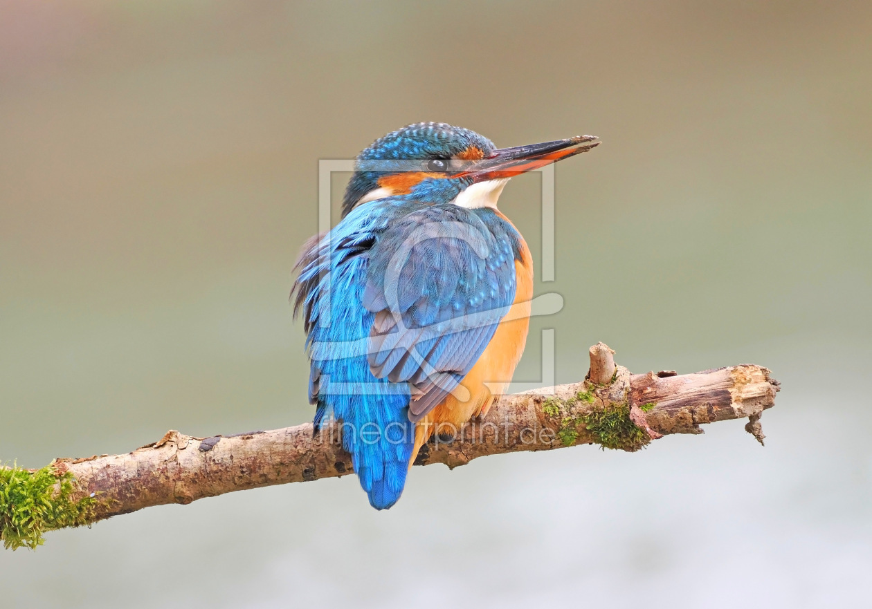 Bild-Nr.: 12816529 Eisvogel erstellt von GUGIGEI