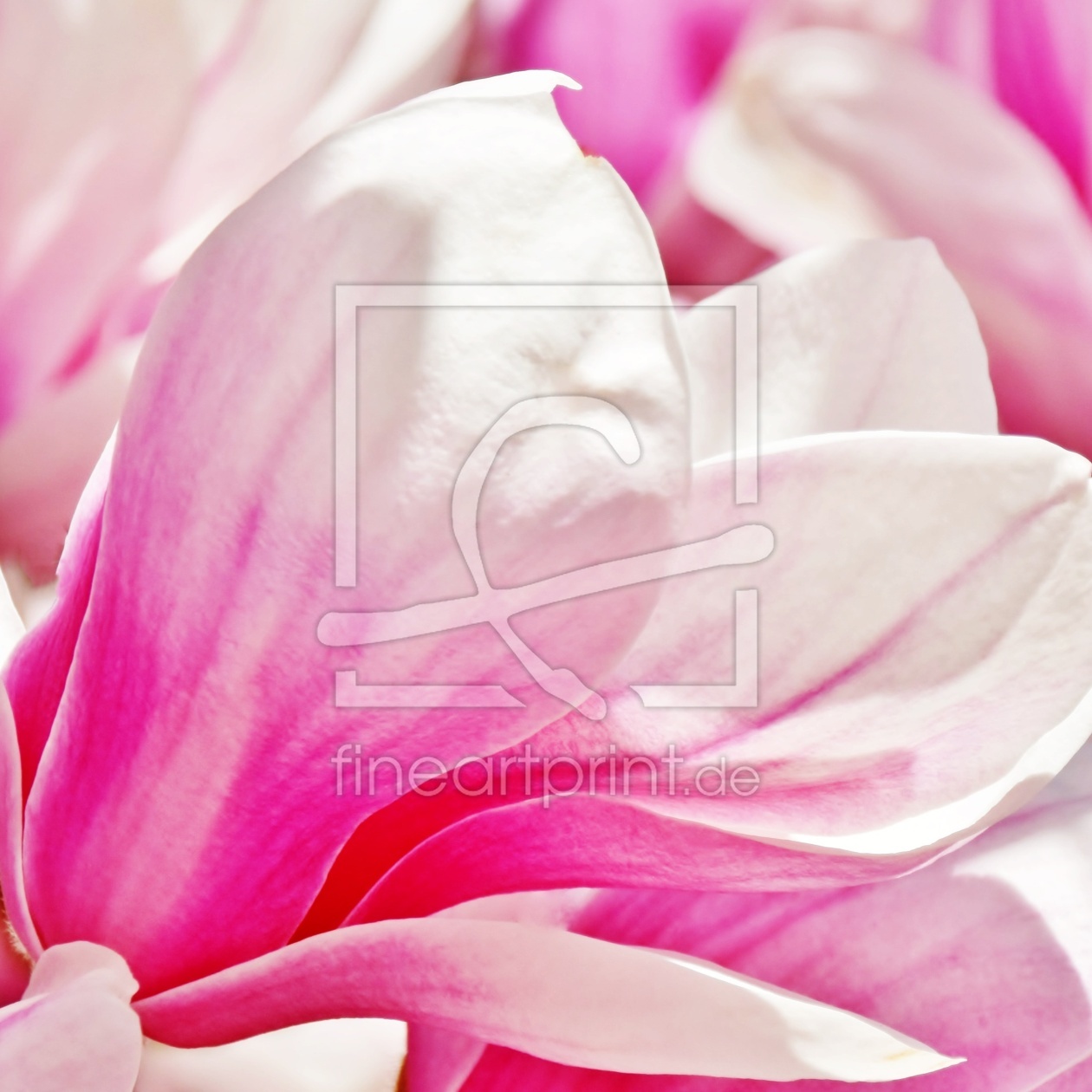 Bild-Nr.: 12816633 Magnolie erstellt von Schwob
