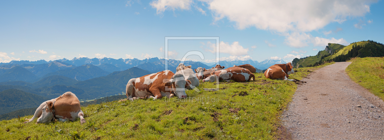 Bild-Nr.: 12816676 Kühe am Brauneck erstellt von SusaZoom