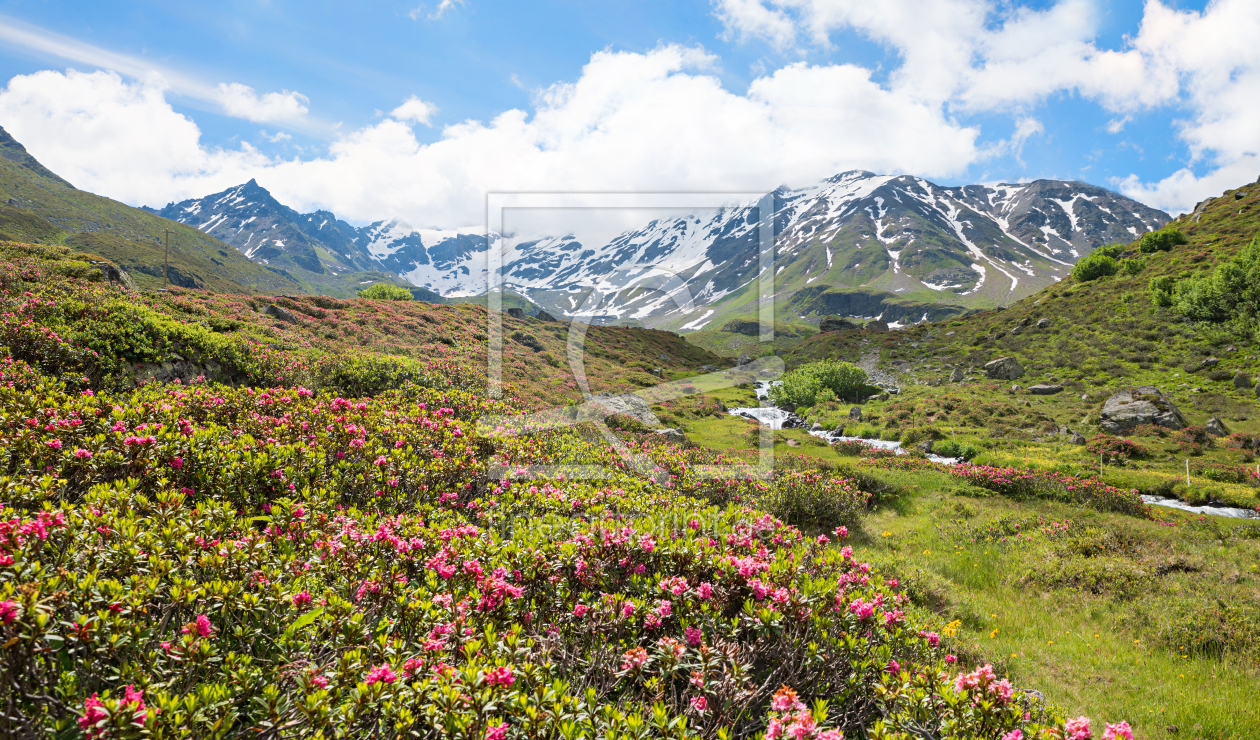 Bild-Nr.: 12817032 Alpenrosen am Dürrboden erstellt von SusaZoom