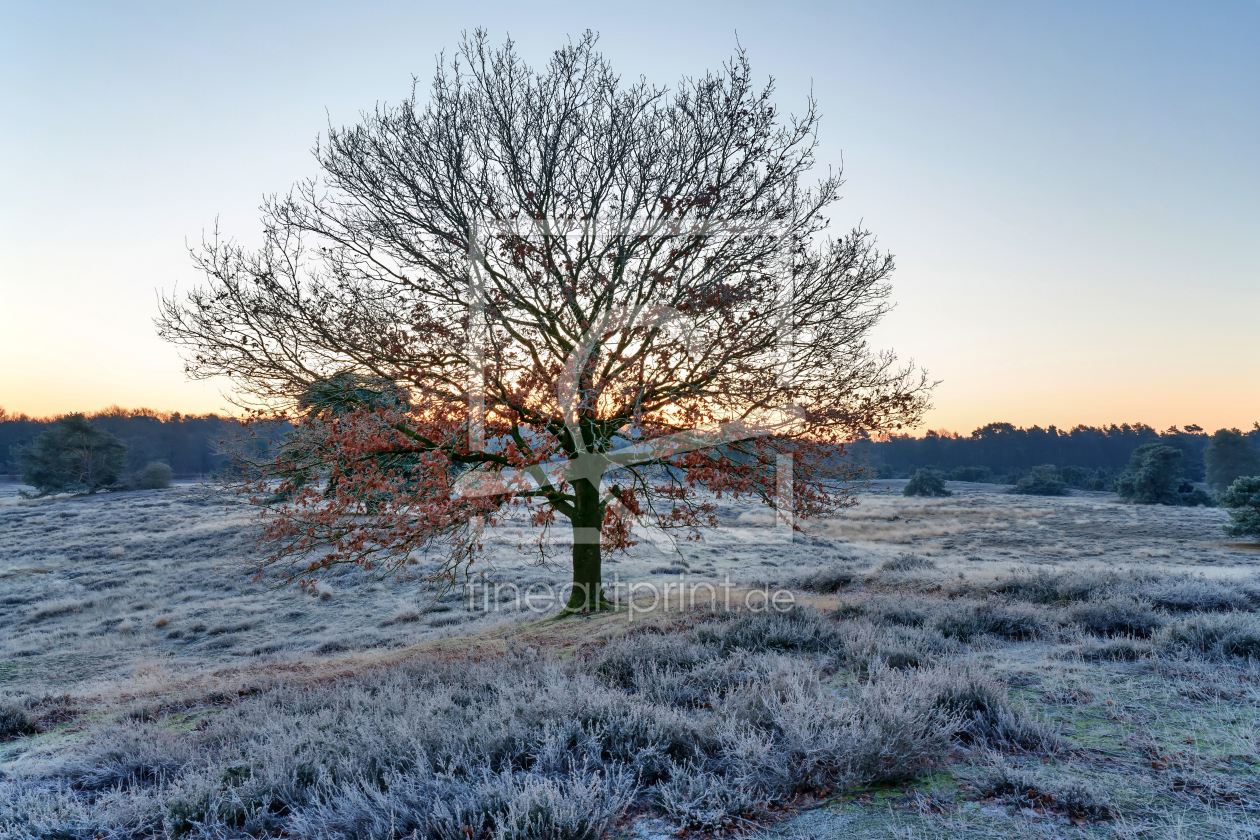 Bild-Nr.: 12817047 An einem Neujahrsmorgen in der Heide erstellt von volker heide