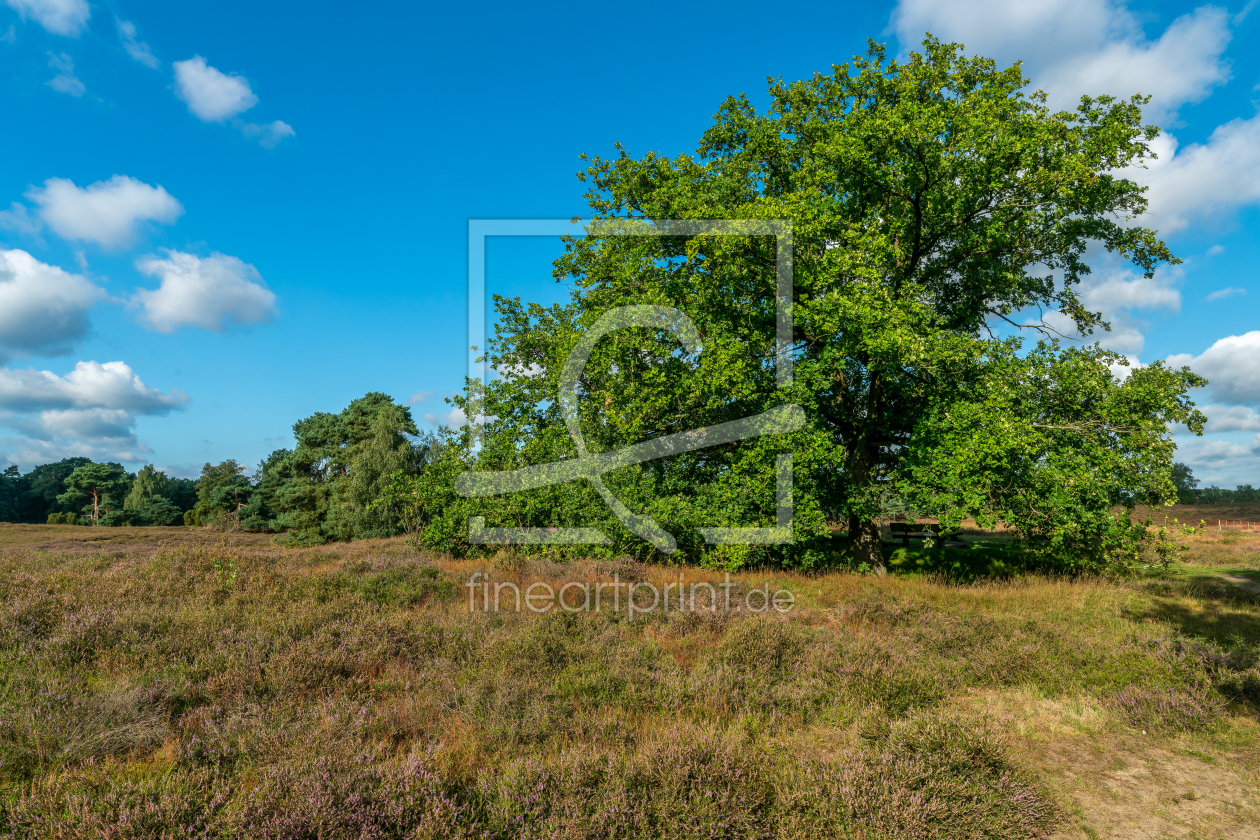 Bild-Nr.: 12817184 Baumreihe in der Westruper Heide erstellt von volker heide