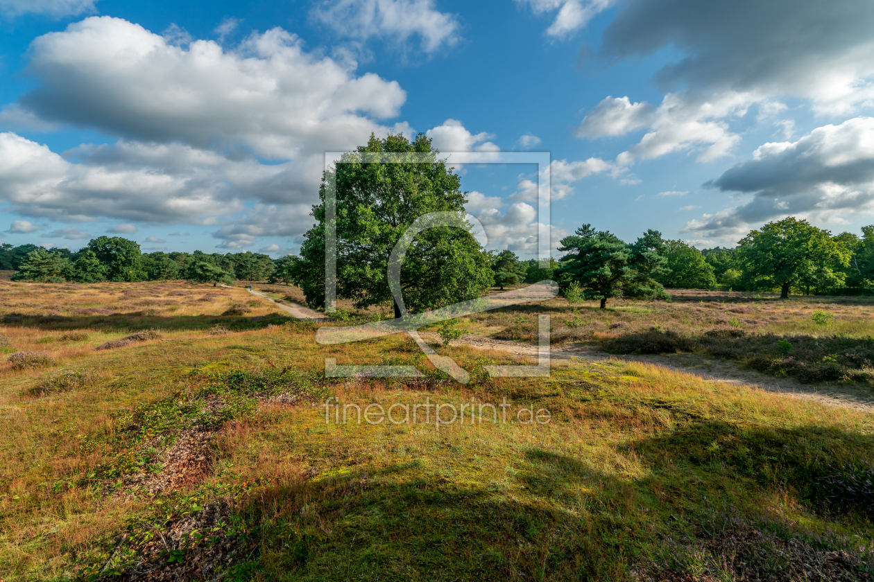 Bild-Nr.: 12817185 Wanderweg durch die sommerliche Heide erstellt von volker heide