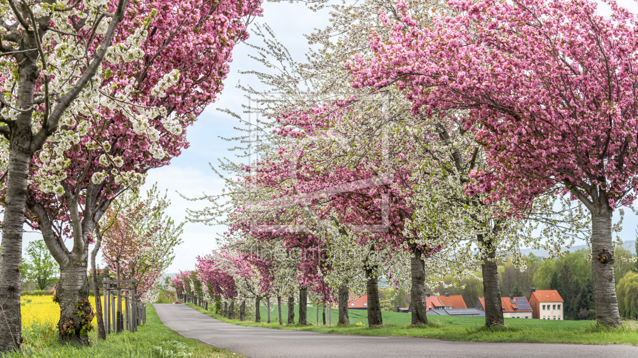 Bild-Nr.: 12817206 Kirschblütenallee erstellt von Steffen Gierok