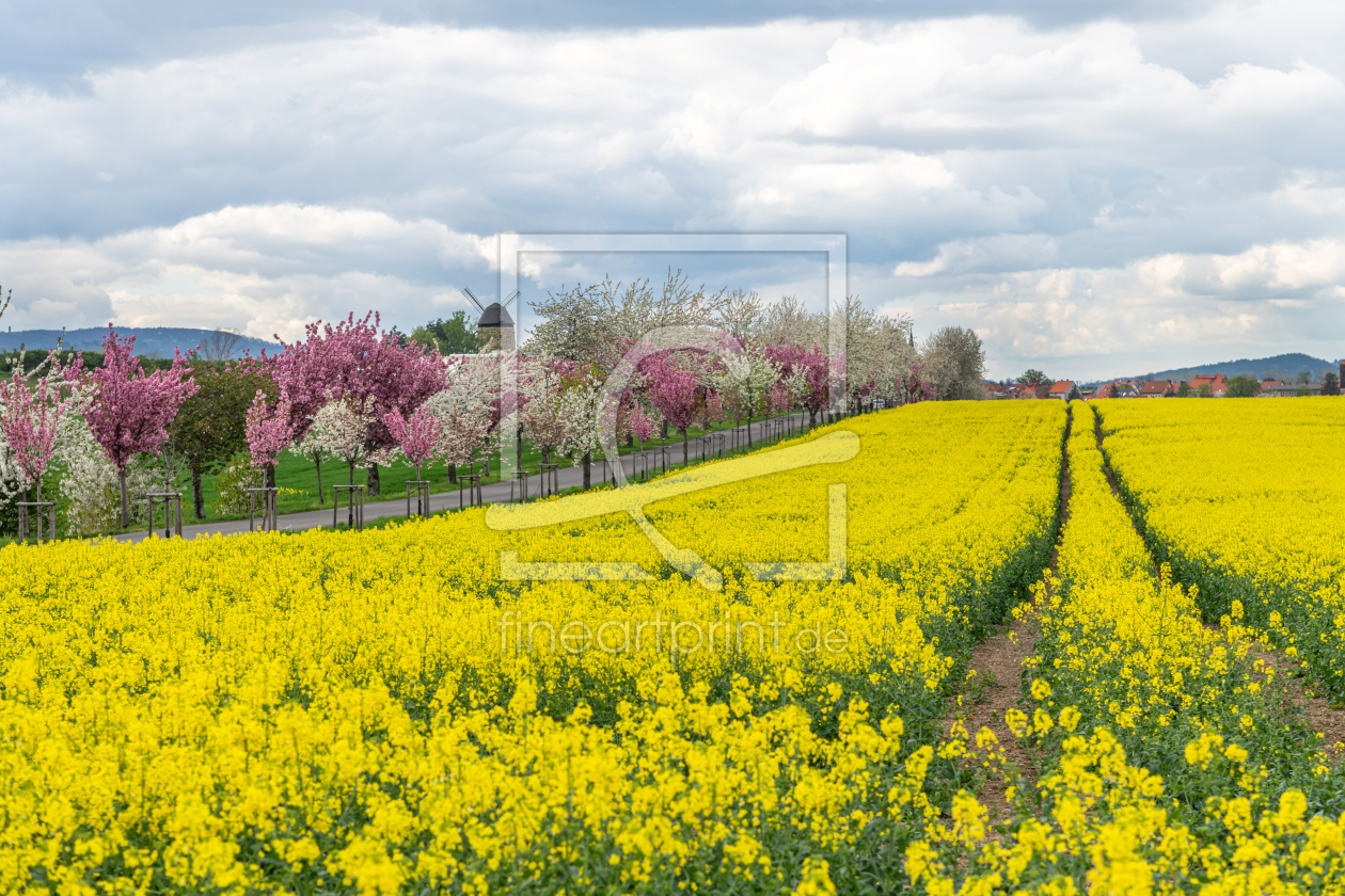 Bild-Nr.: 12817207 Rapsfelder im Frühling erstellt von Steffen Gierok