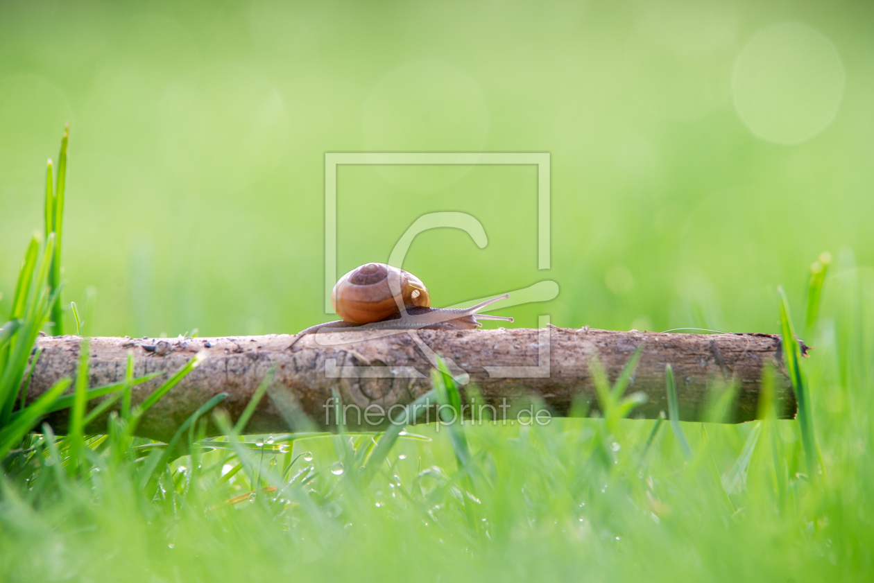 Bild-Nr.: 12817228 Langstrecke Schnecke auf einem Ast erstellt von Tanja Riedel