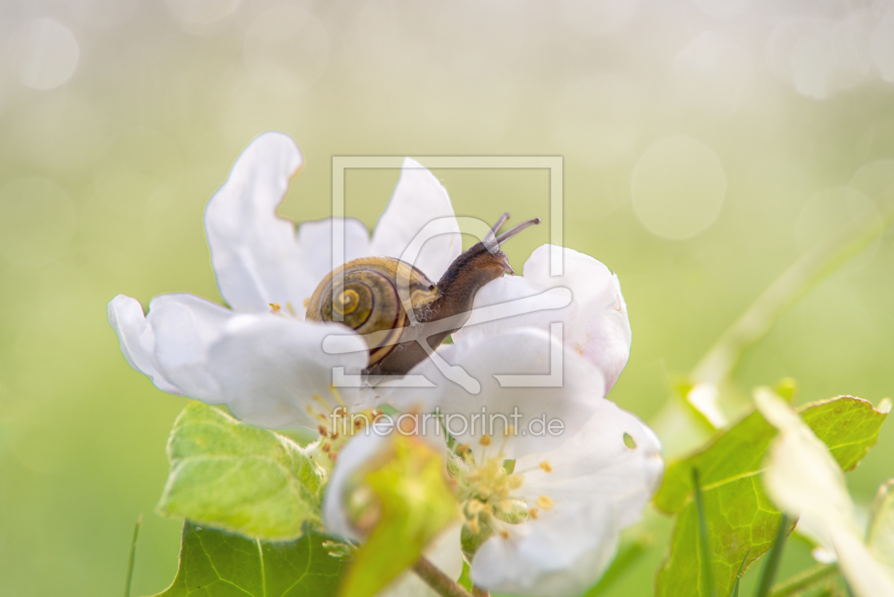 Bild-Nr.: 12817229 Apfelblüte mit Schnecken Besuch erstellt von Tanja Riedel