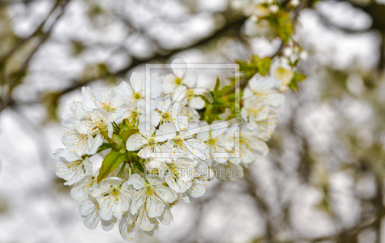 Bild-Nr.: 12817242 Frühling erstellt von Gregor Handy