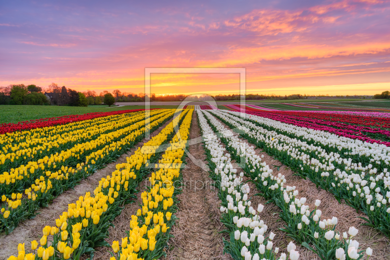 Bild-Nr.: 12817563 Tulpenfeld bei Sonnenaufgang erstellt von Michael Valjak