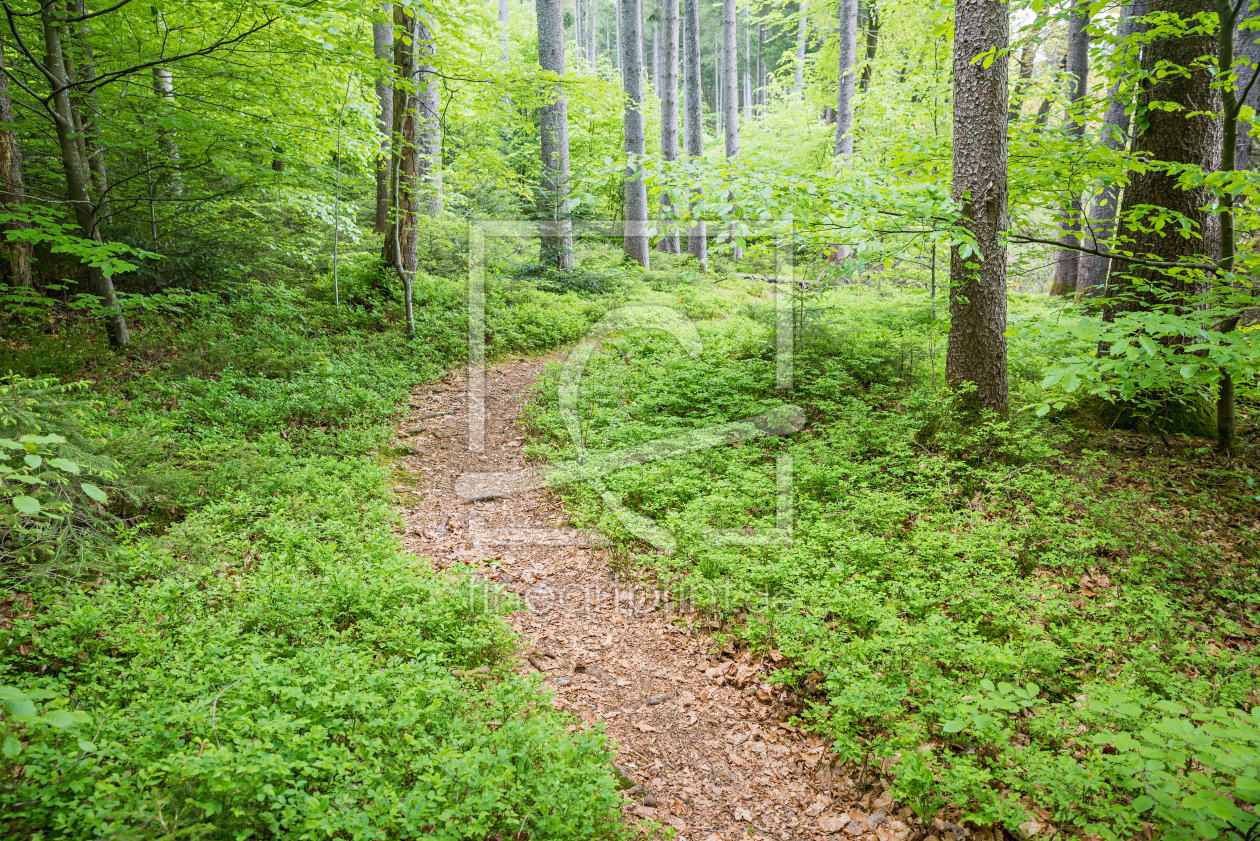 Bild-Nr.: 12817824 Weg im Frühlingswald erstellt von SusaZoom