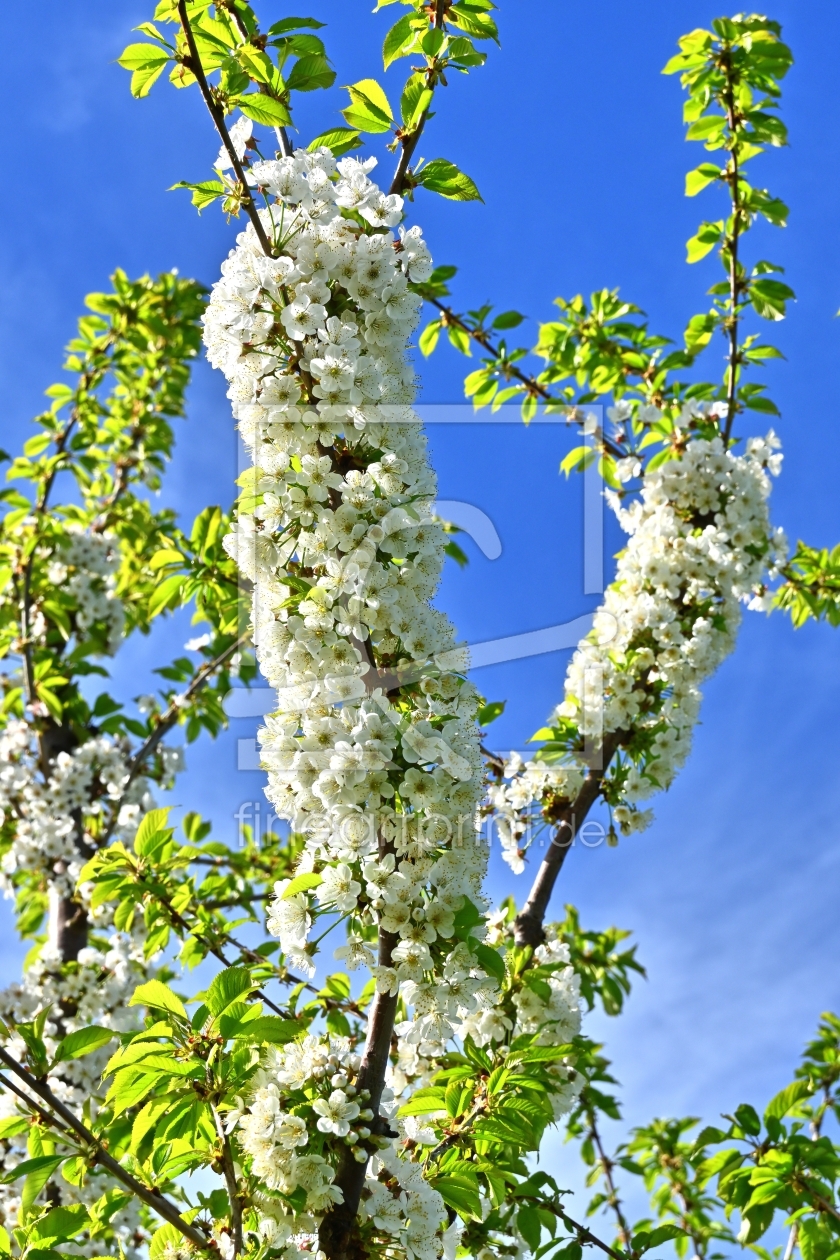 Bild-Nr.: 12817939 Kirschblüte erstellt von johafoto