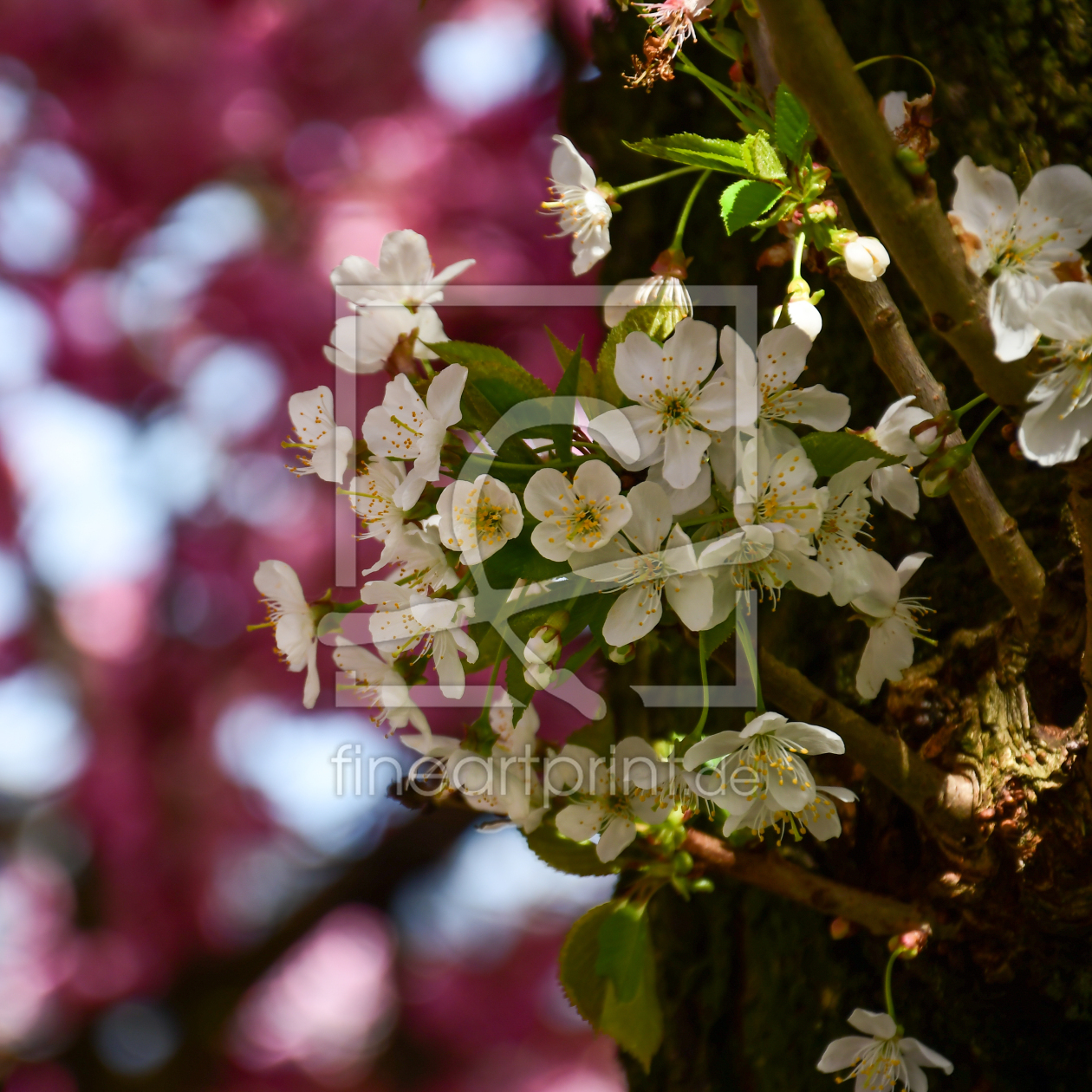 Bild-Nr.: 12818430 Kirschblüten rosa-weiß erstellt von Bettina Schnittert