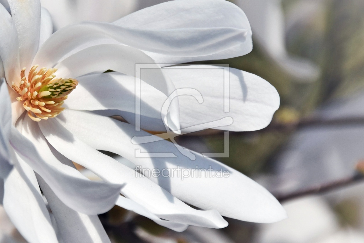 Bild-Nr.: 12818659 zauberhafte Stern Magnolie erstellt von Schwob