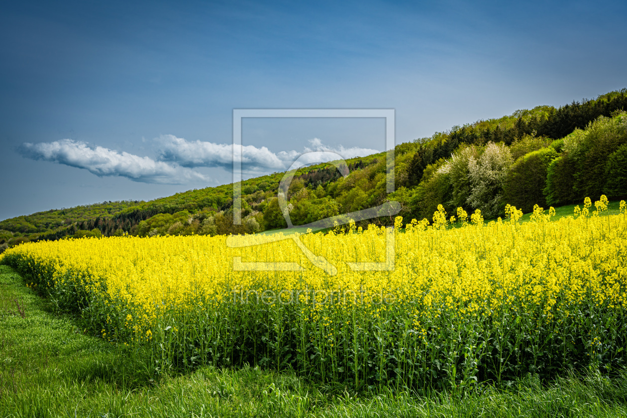 Bild-Nr.: 12818882 Raps bei Merxheim 74 erstellt von Erhard Hess