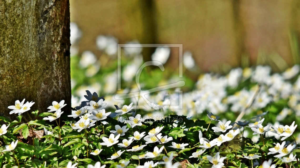 Bild-Nr.: 12819078 Frühling im Wald erstellt von Schwob