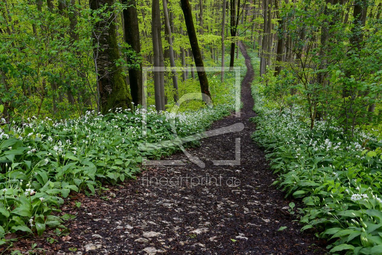 Bild-Nr.: 12819206 Bärlauchwald erstellt von Bettina Schnittert