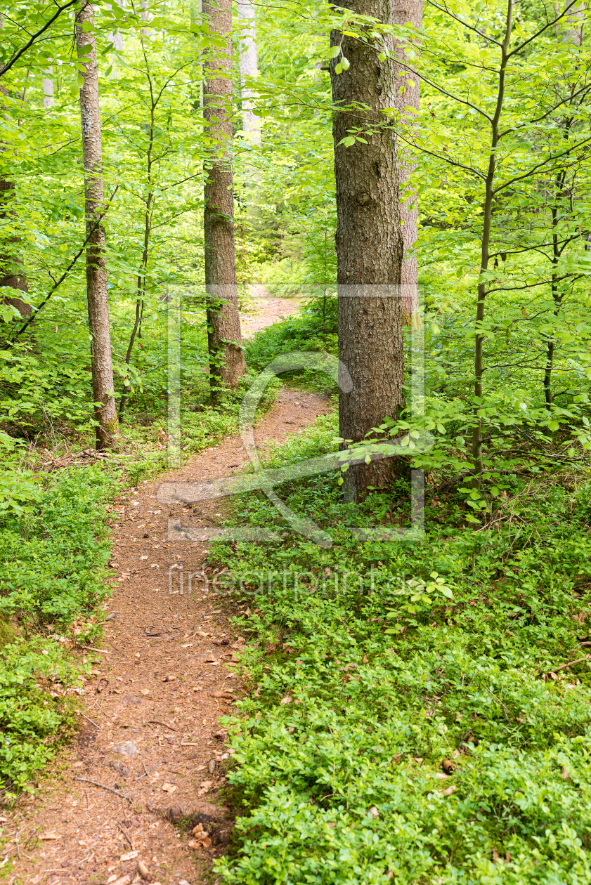 Bild-Nr.: 12819325 Waldweg im Frühling Hochformat erstellt von SusaZoom