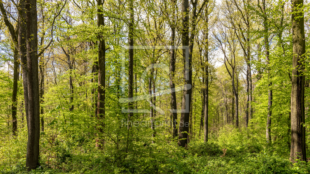 Bild-Nr.: 12819680 Laubwald im Frühling erstellt von Steffen Gierok