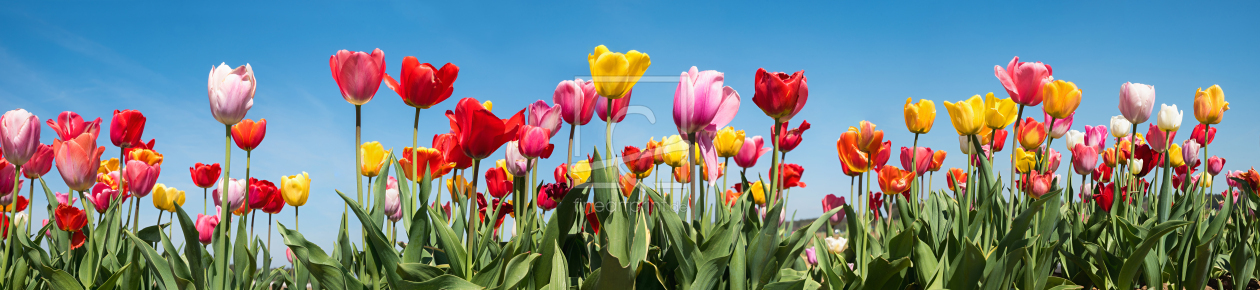 Bild-Nr.: 12819732 Tulpenpanorama I erstellt von SusaZoom