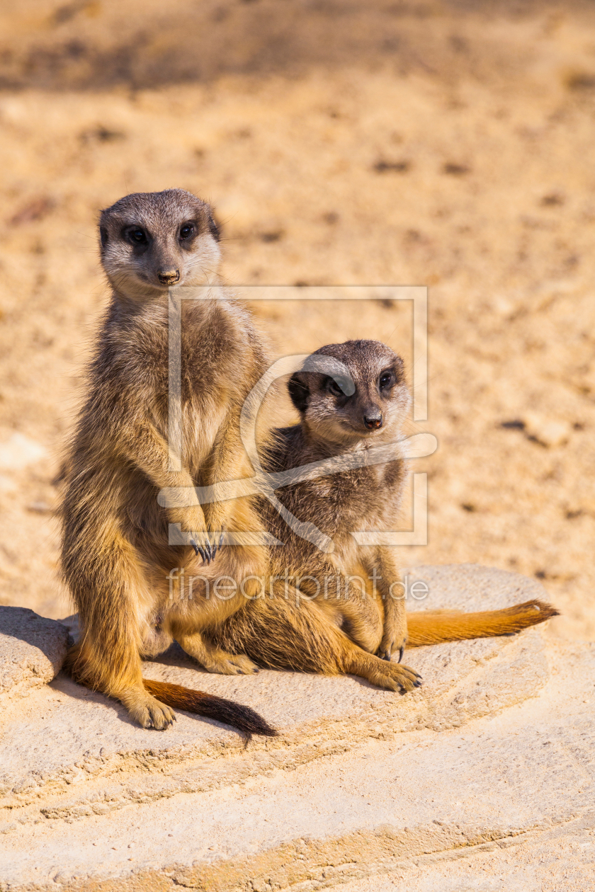 Bild-Nr.: 12821382 Zwei Erdmännchen  erstellt von dieterich