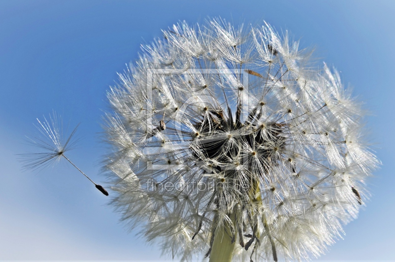 Bild-Nr.: 12821657 Pusteblume erstellt von Schwob
