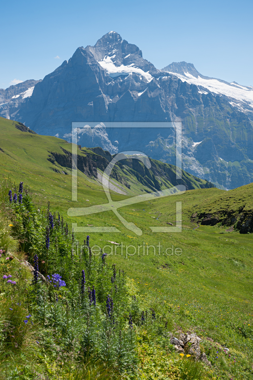 Bild-Nr.: 12821872 Berner Oberland Frühling erstellt von SusaZoom