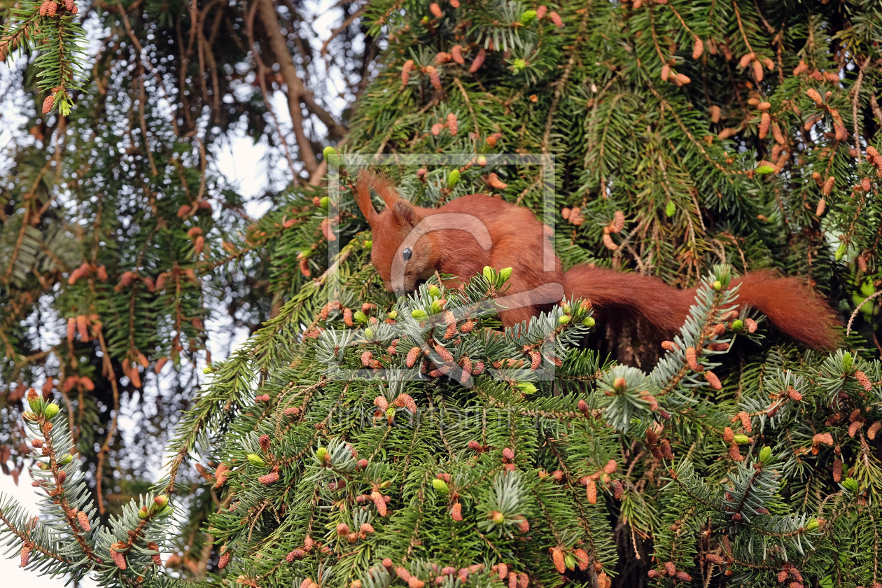 Bild-Nr.: 12822557 Eichhörnchen erstellt von Ostfriese