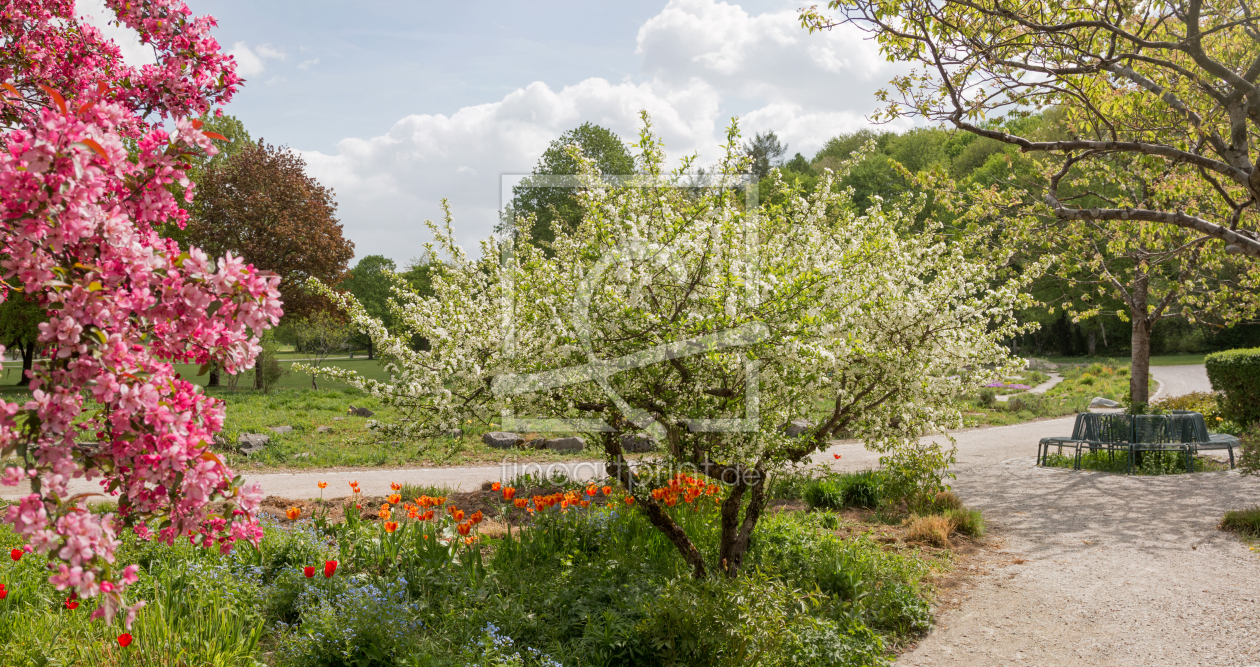 Bild-Nr.: 12822675 Frühling im Westpark München I erstellt von SusaZoom