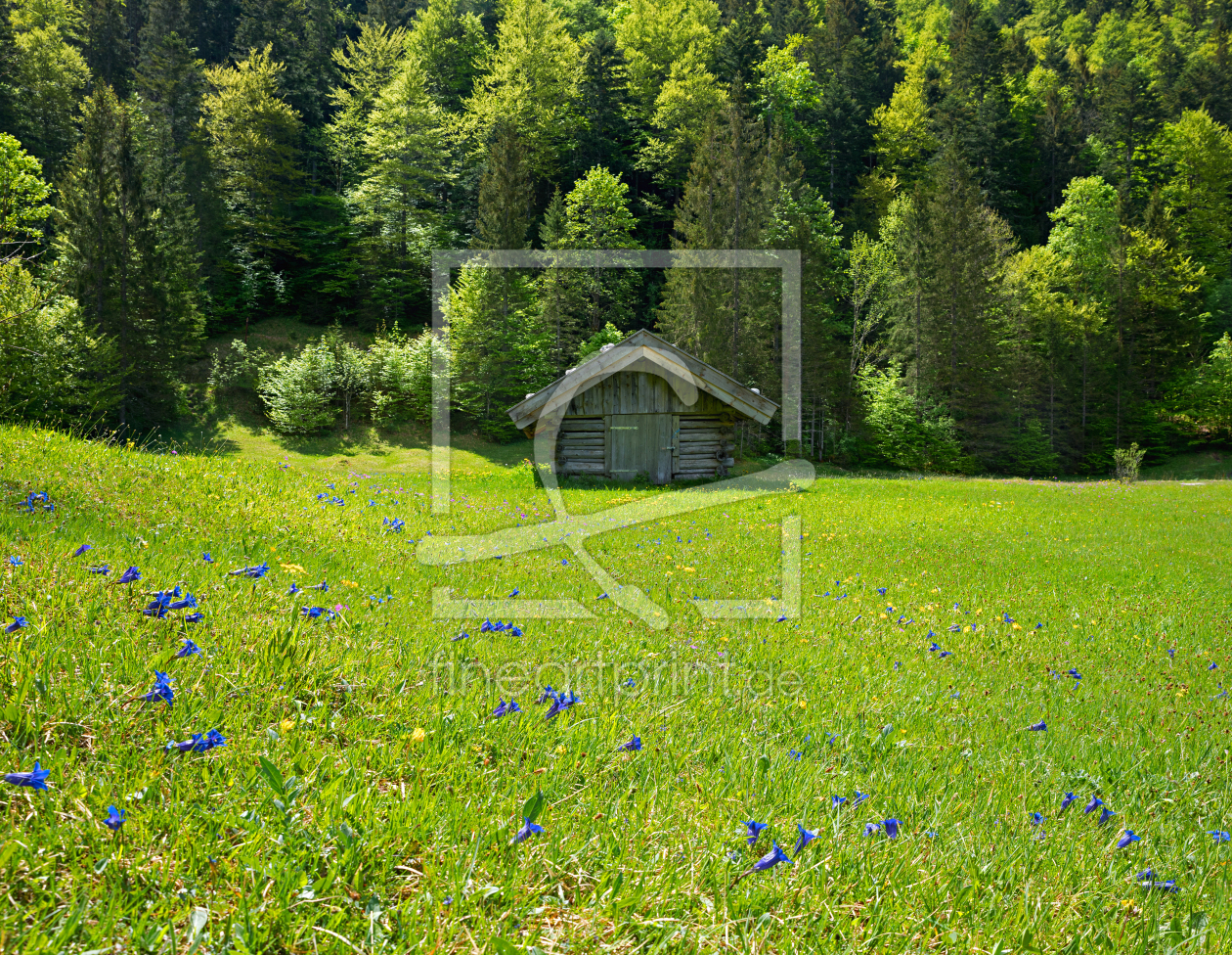 Bild-Nr.: 12822756 Enzianwiese am Waldrand erstellt von SusaZoom