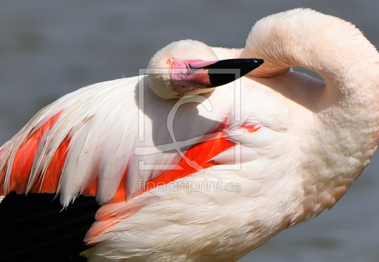 Bild-Nr.: 12823431 Entspannter Flamingo erstellt von junymond