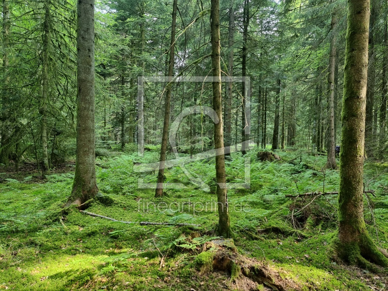 Bild-Nr.: 12823697 Wald erstellt von Green-Team