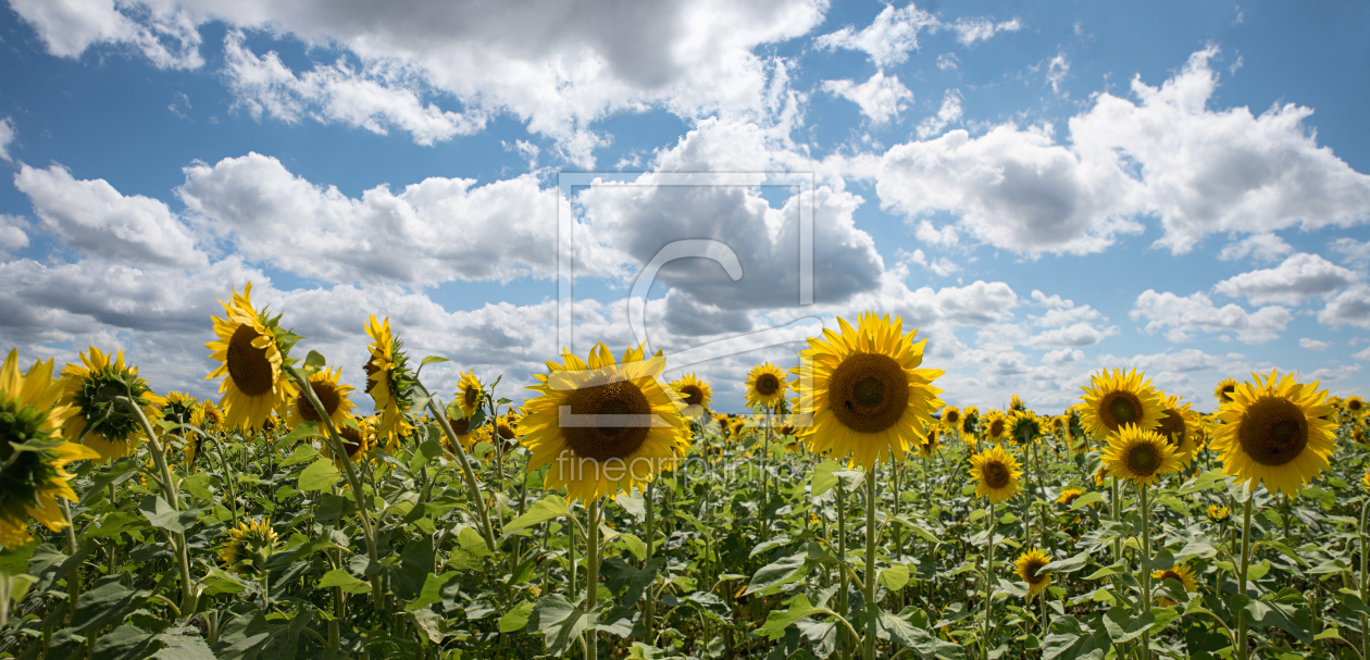 Bild-Nr.: 12823756 Sonnenblumenfeld erstellt von SusaZoom